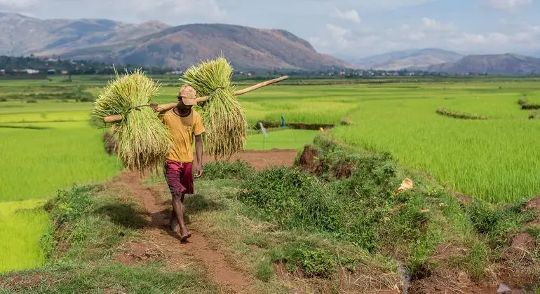 الأمم المتحدة في يوم الأغذية العالمي: 673 مليون إنسان يبيتون جياعا كل ليلة