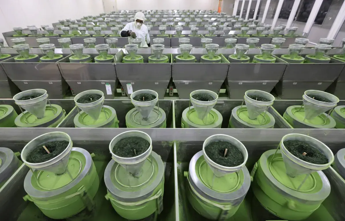 ما هو الوقت المناسب لشرب شاي الماتشا؟