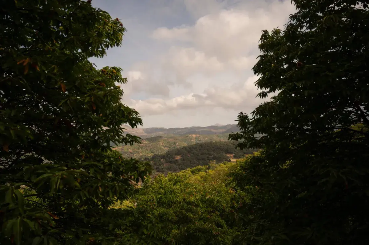 فُقد بغابة تايلاندية... مراهق بريطاني ينجو عبر تناول الحشرات لـ10 أيام