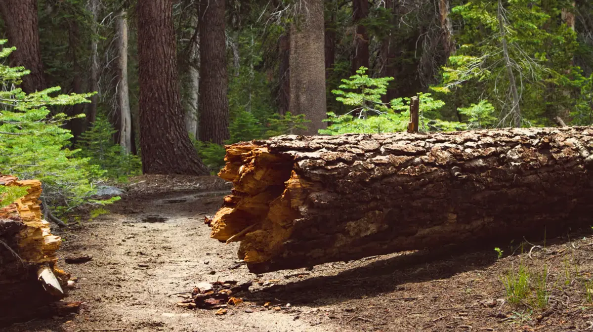 القيادة بعد الإخفاق: كيف تثبت أنك الشخص المناسب في أصعب الأوقات؟