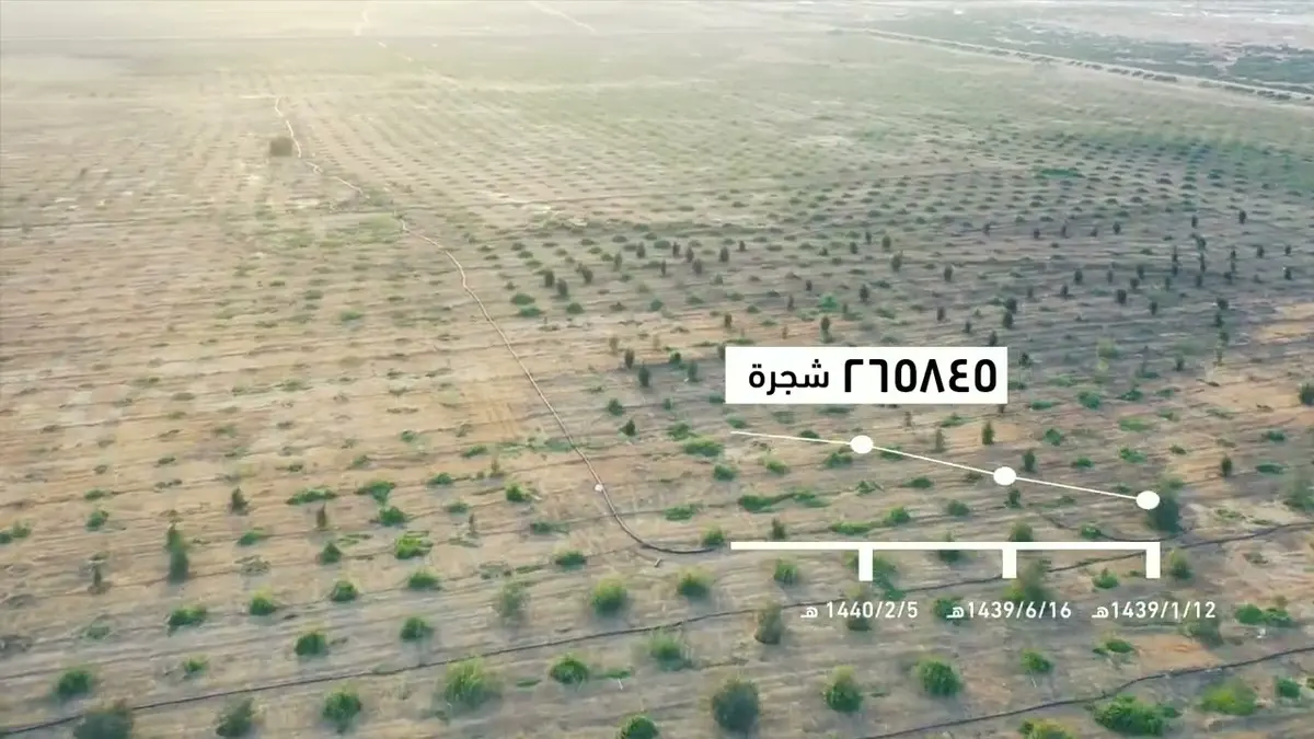 “أرض القصيم خضراء”.. زراعة أكثر من 14 ألف شجرة وشتلة في المرحلة الـ16
