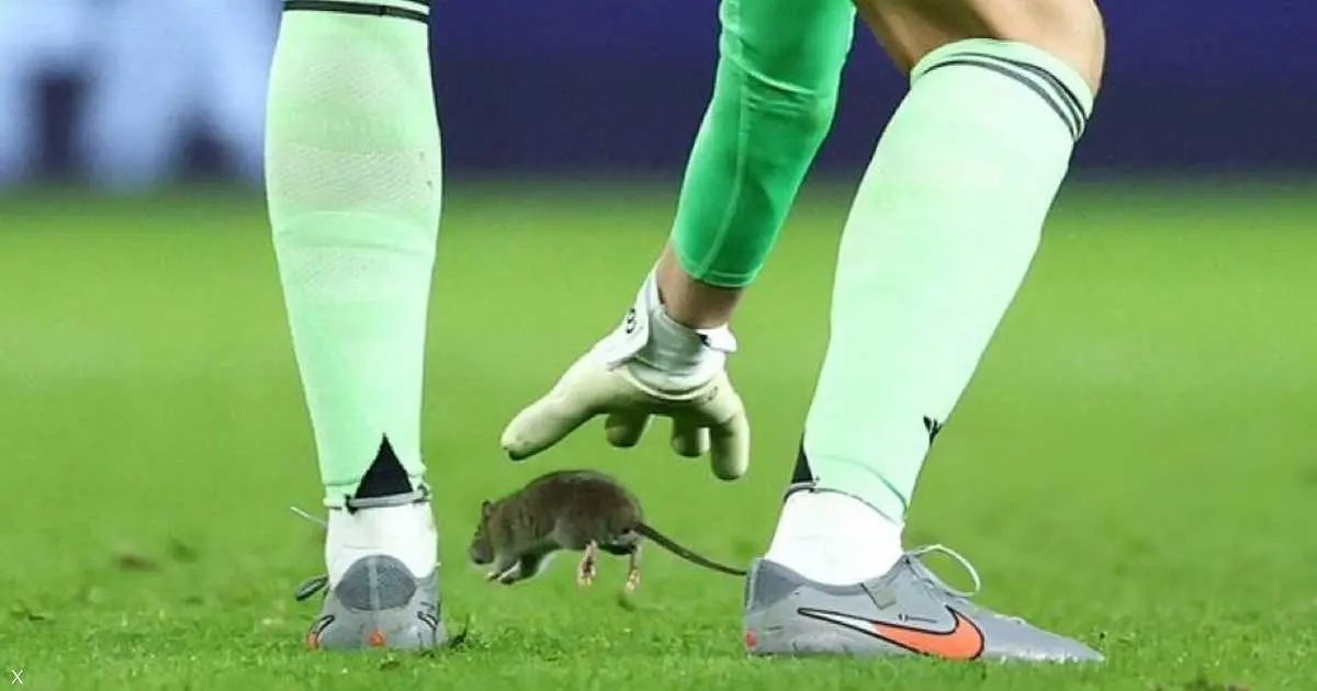 بالفيديو.. فأر يوقف مباراة مهمة في تصفيات المونديال