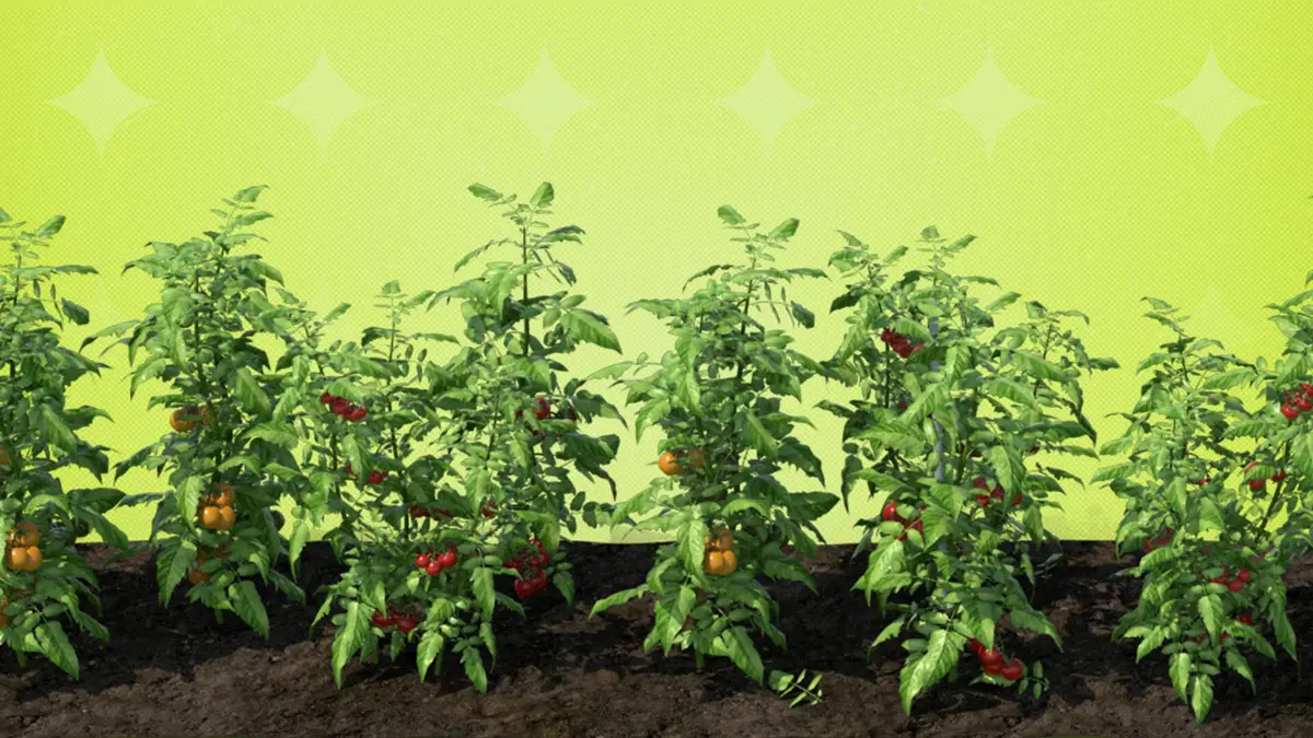 من المبيدات إلى الحلول الحيوية: تحول السعودية نحو زراعة مستدامة