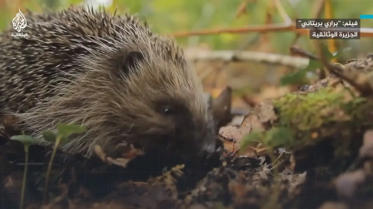 (شاهد) “سارق التفاح”.. كيف يقضي القنفذ البريتوني يومه بحثا عن الطعام؟