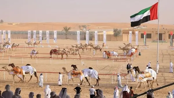 «مهرجان الظفرة التراثي 19».. «السنع الإماراتي» يقود مشهد مزاينات الإبل
