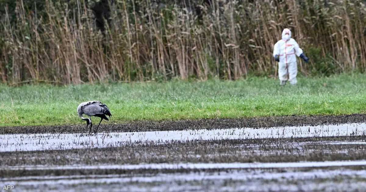 وزير ألماني يدق ناقوس الخطر.. تفشي حالات إنفلونزا الطيور