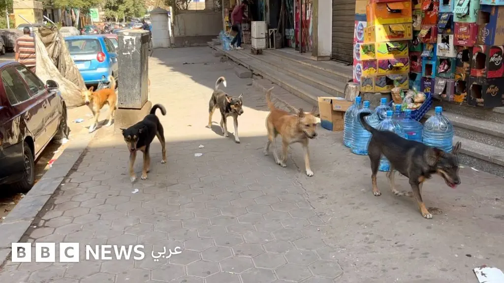 الكلاب الضالة بين الذعر والرحمة... جدل لا ينتهي في شوارع مصر