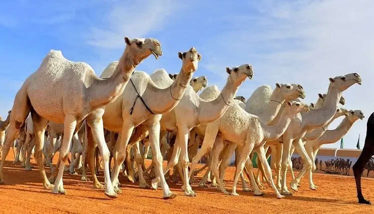 نادي الإبل: آلية جديدة في شوط الرؤيا خلال مهرجان الملك عبدالعزيز