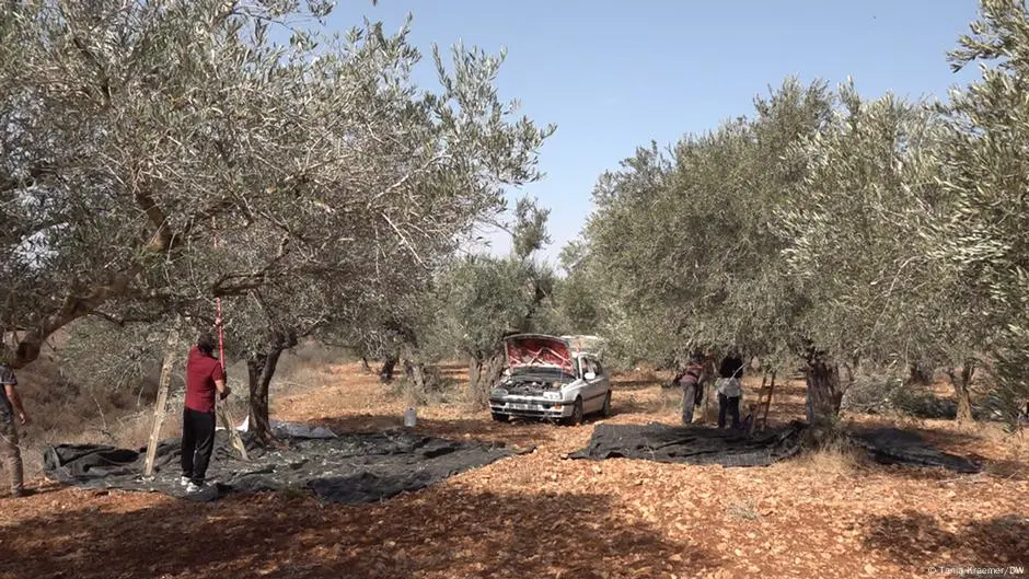 في موسم قطافه: زيتون الضفة الغربية ينزف تحت ضربات المستوطنين