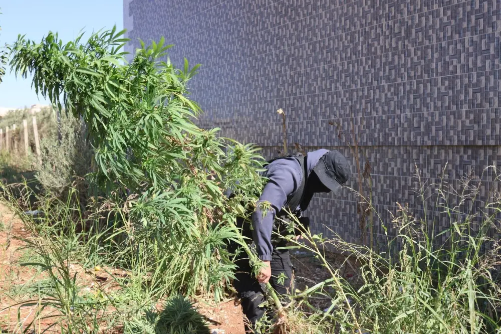 القبض على متورط بزراعة القنب المخدر في درعا وضبط المزروعات