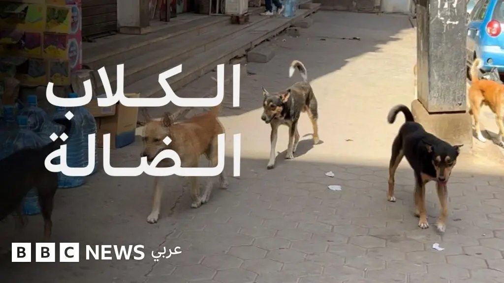 الكلاب الضالة بين الذعر والرحمة، جدل لا ينتهي في شوارع مصر