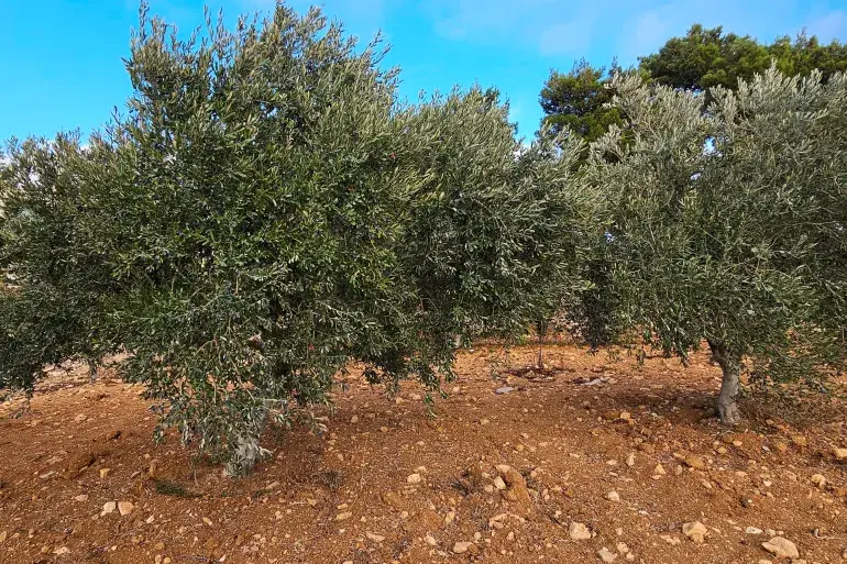 ارتفاع غير مسبوق في أسعار الزيتون.. ما الأسباب؟