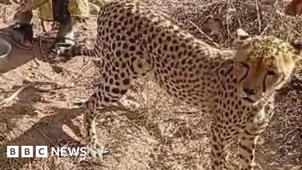 "أصبح واحداً من أطفالنا" –عائلة كينية تروي قصة تبنيها شبل فهد يتيماً