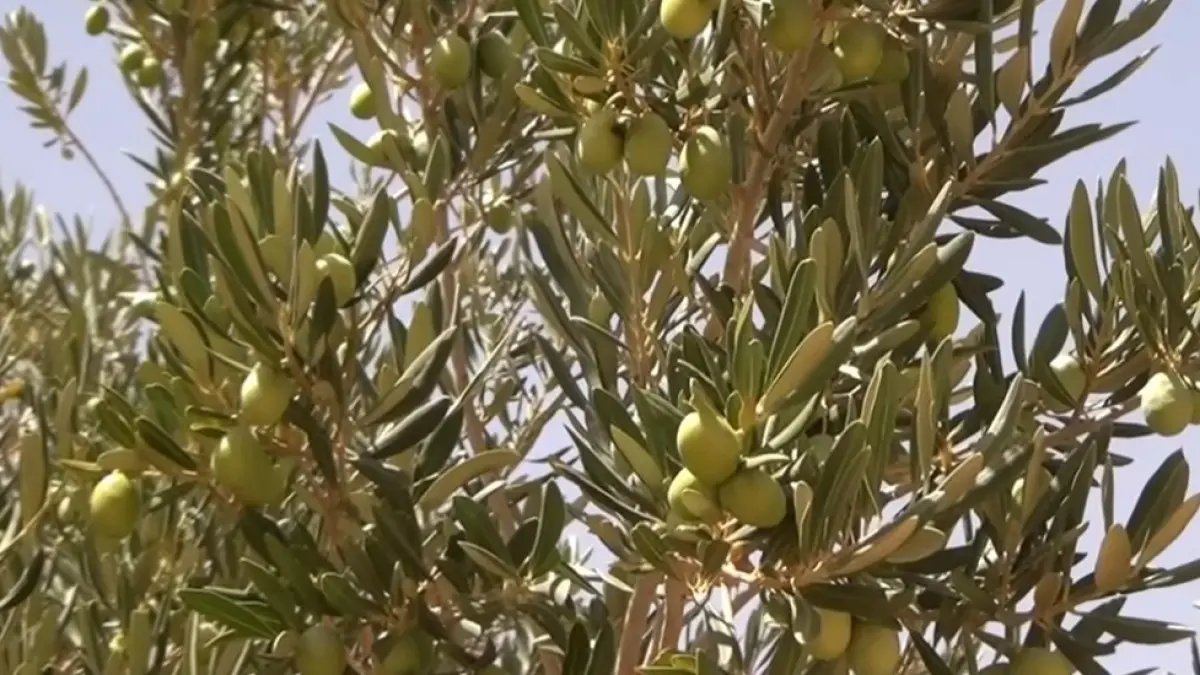 (شاهد) يُنتج زيتا بجودة استثنائية.. ما الذي يميز زيتون وادي سوف في الجزائر؟