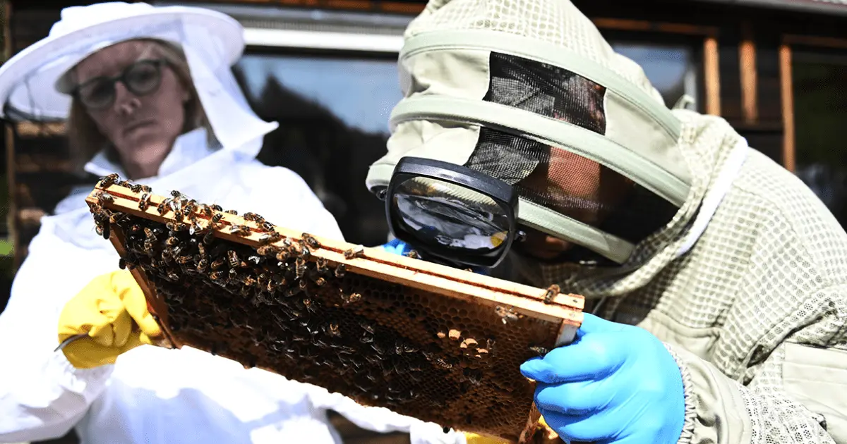 حل المعادلات الرياضية ومصير مأساوي للذكور.. أسرار من عالم النحل