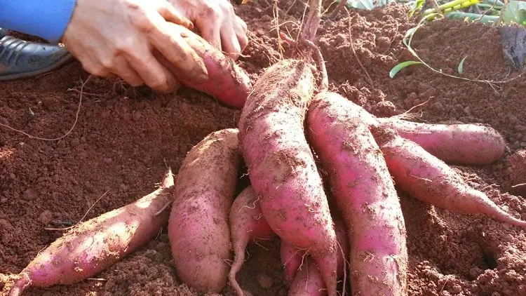من الدلتا إلى مدريد.. البطاطا الحلوة المصرية تتربع على عرش المائدة الإسبانية