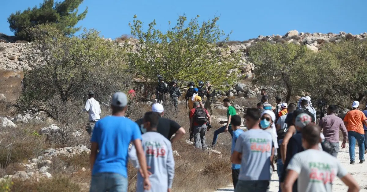 “أعداء الزيتون”.. لماذا يتعمّد الإسرائيليون تدمير محصول المزارعين الفلسطينيين كل موسم؟