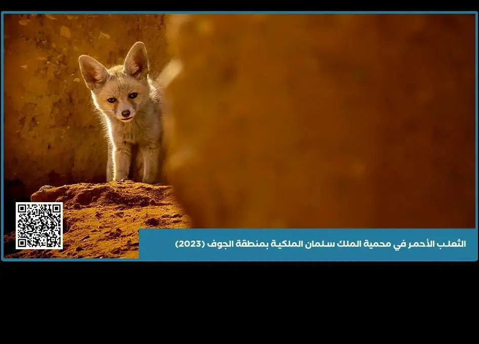 منصة “الصور السعودية” تتيح أرشيف “واس” للعالم