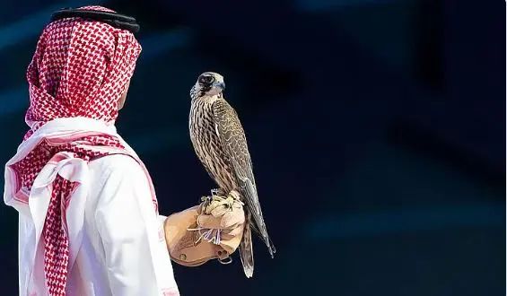 مبيعات مزاد نادي الصقور السعودي 2025 تتجاوز 4.5 مليون ريال