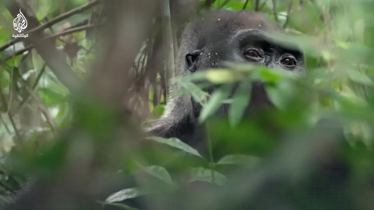 (شاهد) في غابات الغابون.. إشارة واحدة تكفي للتواصل مع غوريلا السهول الأفريقية