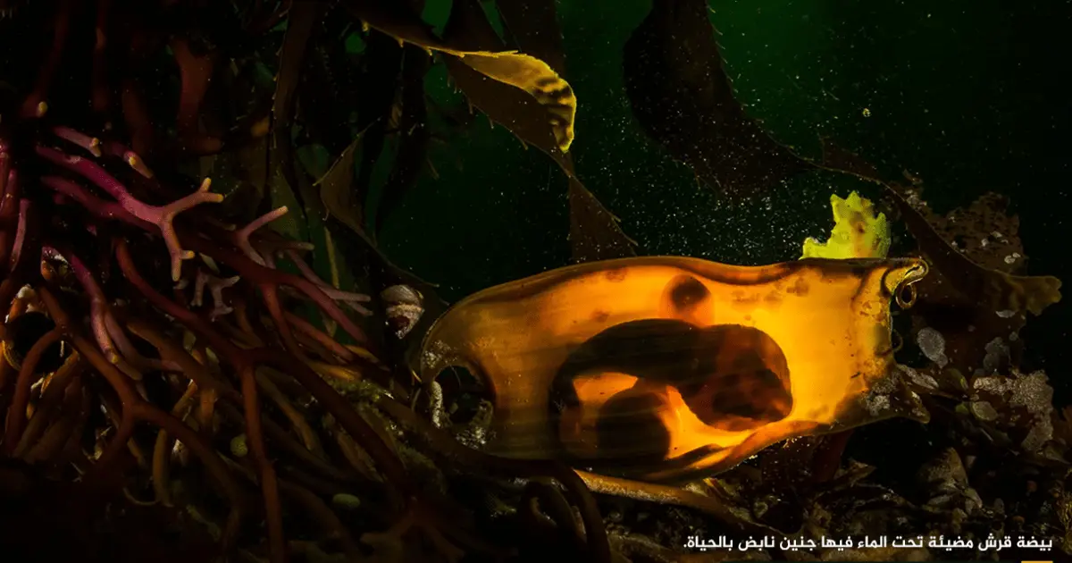 هل القروش تلد أم تبيض؟ الصورة التي حيّرت جمهور الجزيرة الوثائقية