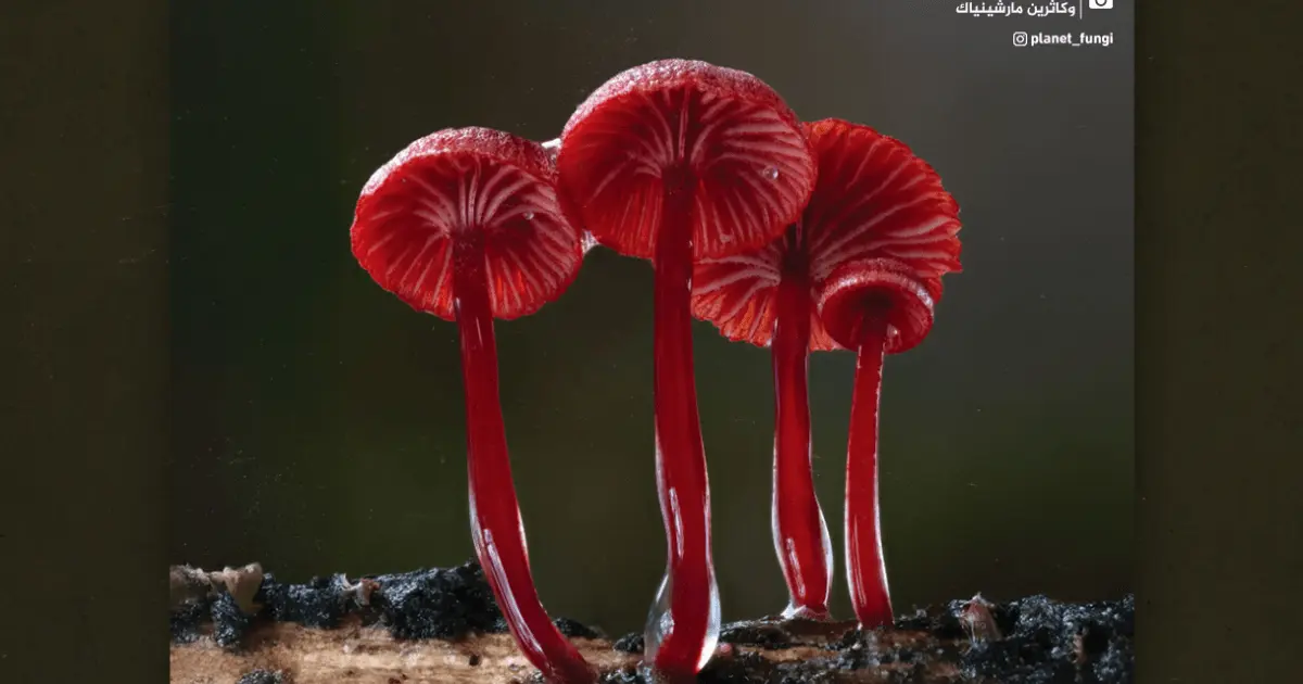 ربما تراها لأول مرة.. أنواع نادرة من الفطريات