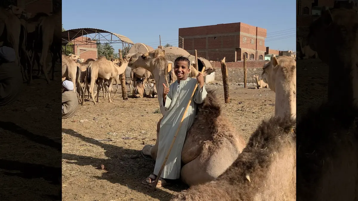 مصري يرصد تجربة تراثية فريدة في سوق الإبل بأسوان