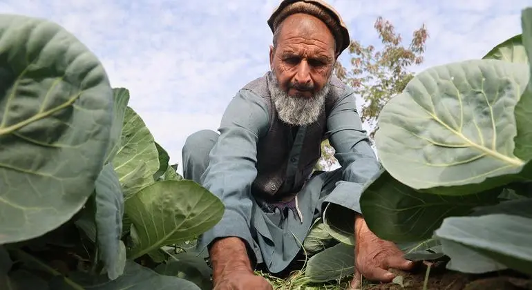 تقرير أممي: انخفاض زراعة خشخاش الأفيون في أفغانستان في 2025