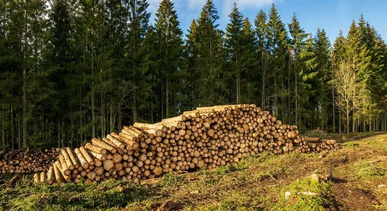 إطلاق صندوق لحماية الغابات الاستوائية التي "تبث الحياة في كوكبنا"