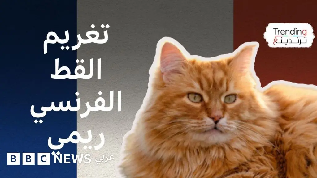 محكمة تقضي بتغريم القط ريمي في فرنسا.. فماذا فعل؟