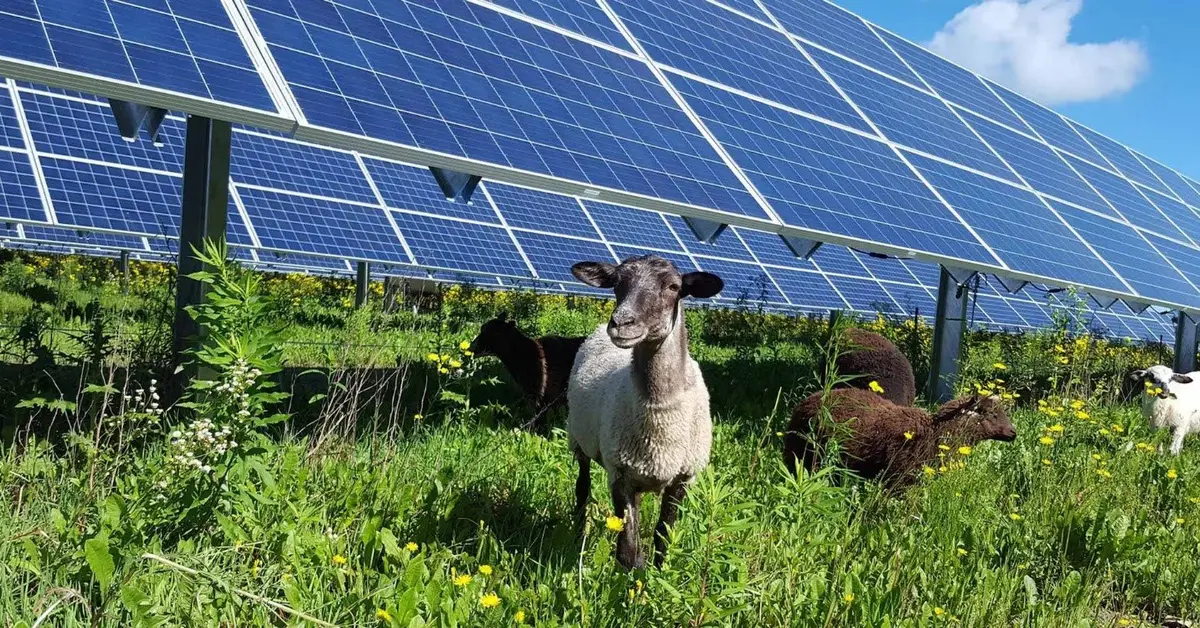 دمج مشروعات الطاقة الشمسية بالأنشطة الزراعية "سيف ذو حدّين" (تقرير) - الطاقة