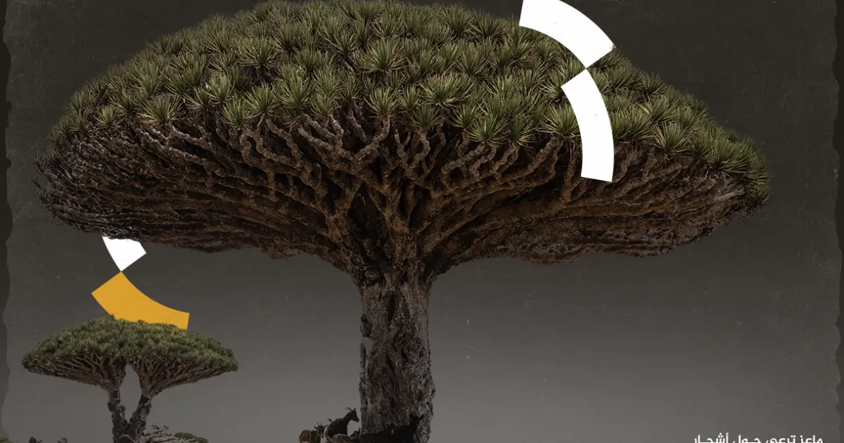 “دم التنين” في سقطرى اليمنية.. إحدى أندر الأشجار في العالم مهددة بالزوال بسبب الماعز والعواصف