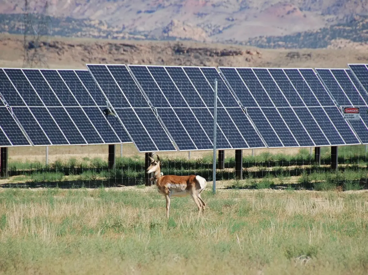 شركات الطاقة المتجددة بولاية أميركية قد تدفع تعويضات بسبب الحياة البرية - الطاقة