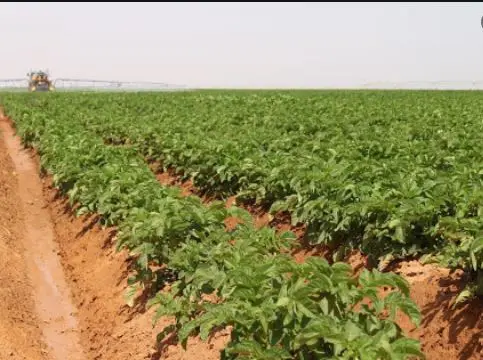 خطوة رقمية جديدة في الجوف نحو مستقبل التحول الذكي