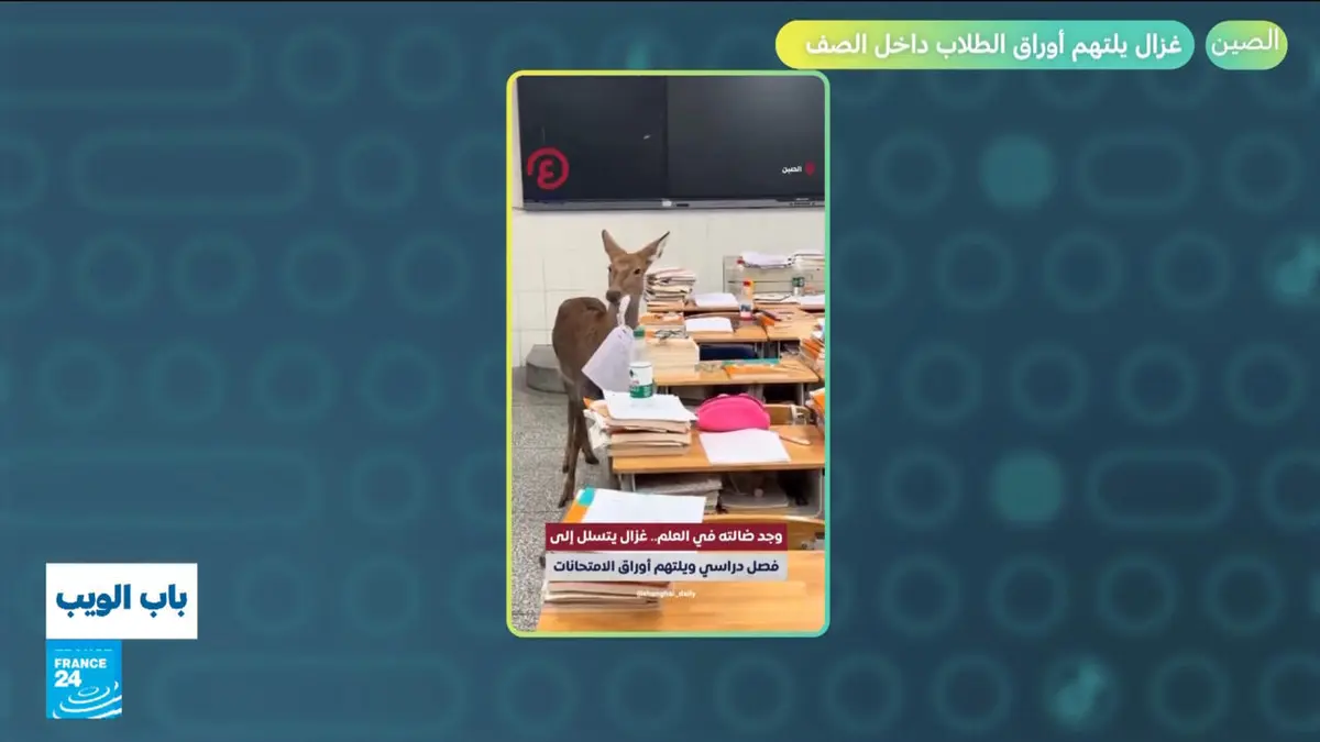 باب الويب - الصين.. غزال يلتهم أوراق الطلاب داخل الصف!
