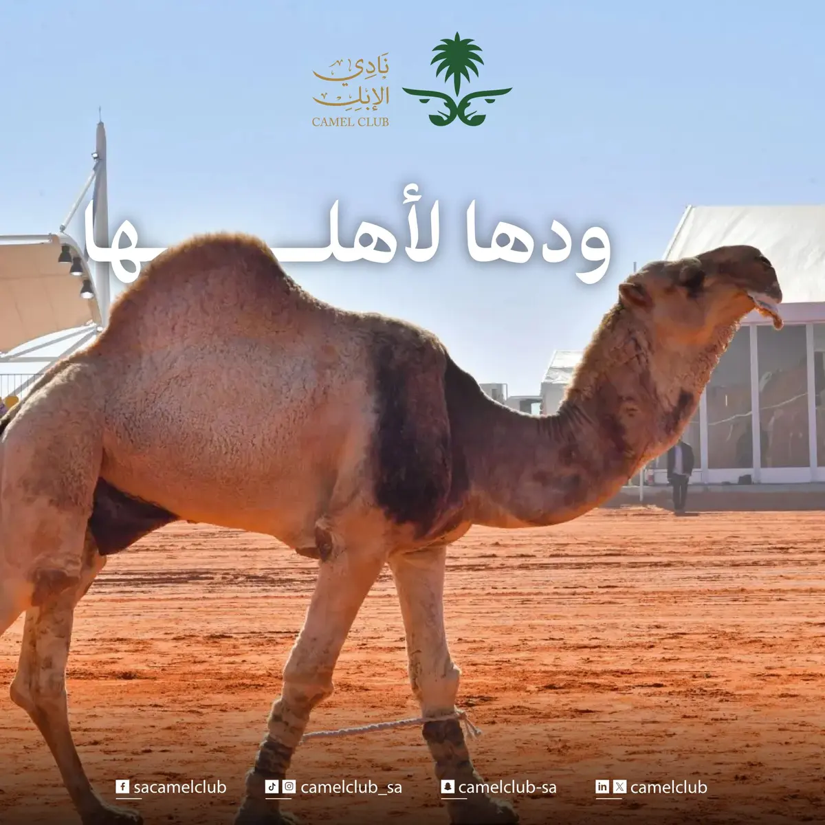 ميدان الهجن يعلن نتائج سباق الميادين في منطقة نجران