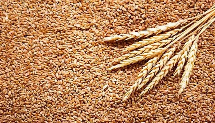 مصر تستهدف شراء 5 ملايين طن قمح محلي لتحقيق الاكتفاء الذاتي