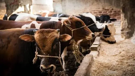 “سات 1”.. مرض مباغت يربك سوق الماشية في مصر