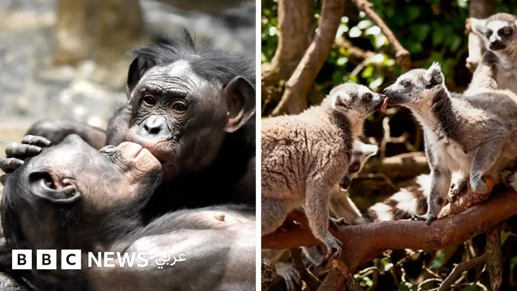 أول قبلة عمرها 21 مليون سنة وفق تقديرات العلماء