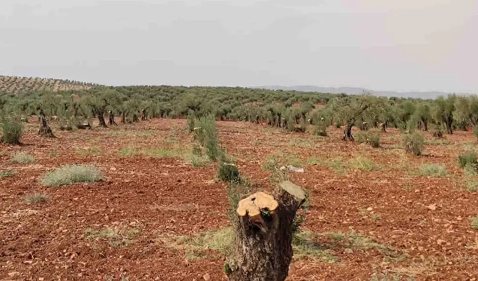 حملة تشجير في إدلب.. هل تكفي لمواجهة إرث التدمير والجفاف؟