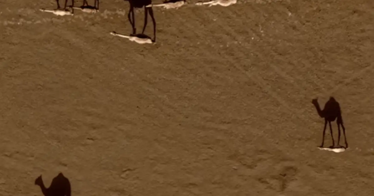 هل خدعتك ظلال الإبل فوق الرمال؟ اكتشف سر هذا المشهد الساحر