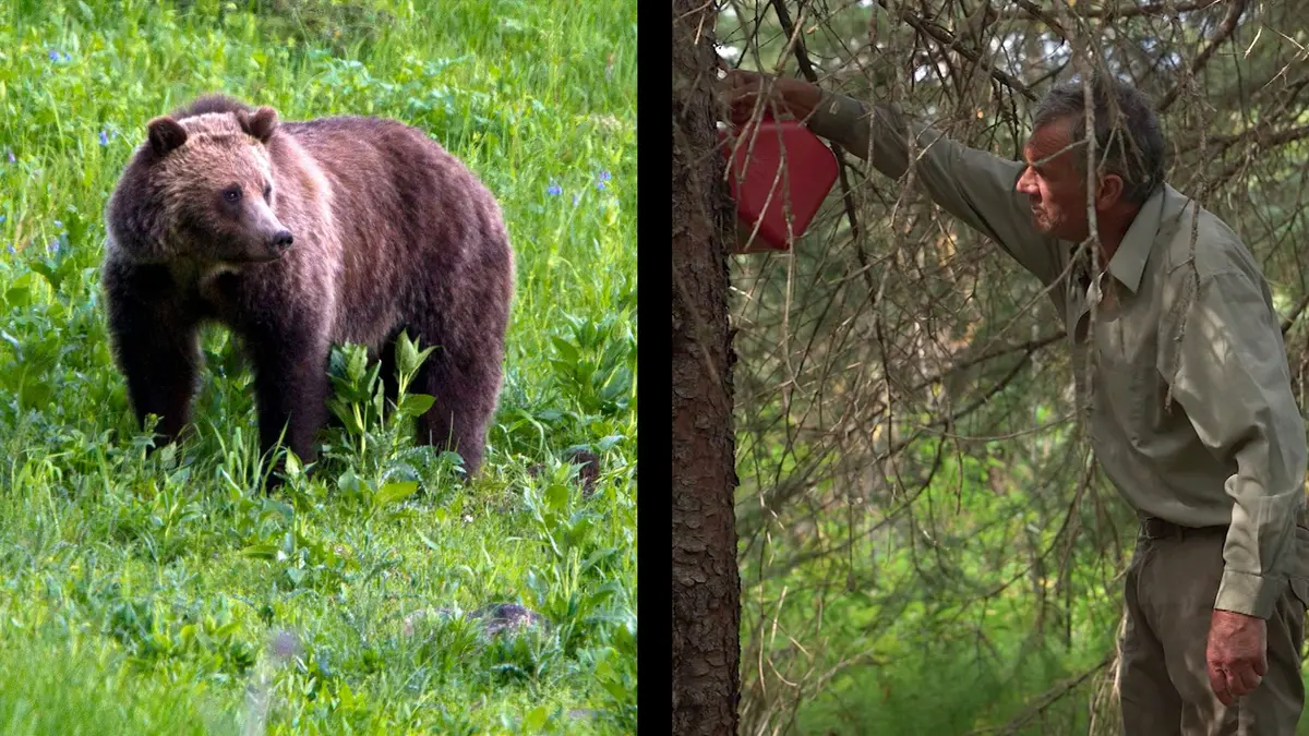 شاهد كيف يجذب عالم بيئة الدببة الرمادية بواسطة "دم بقرة مُعتّق"