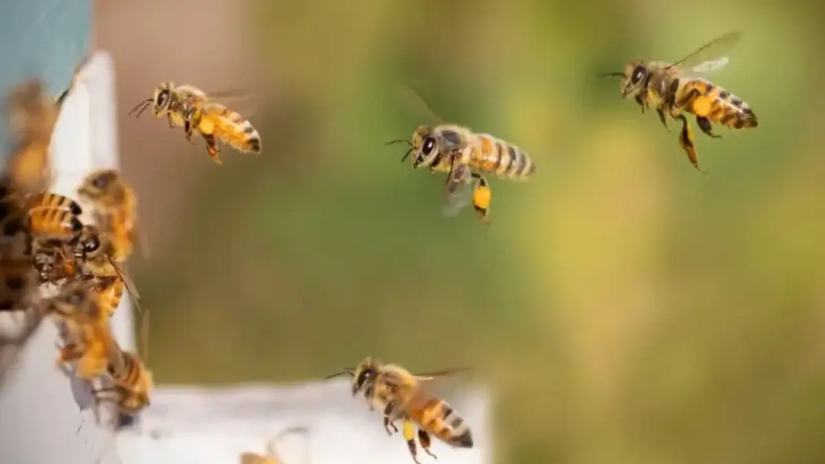 (شاهد) خليط عشبي تقليدي يحمي به العُمانيون نحلهم من الأمراض