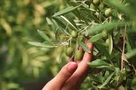 السعودية تتوسع في زراعة وإنتاج الزيتون لدعم الاقتصاد الوطني