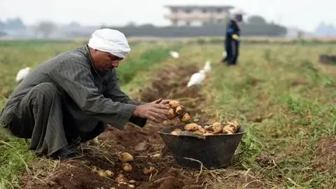 4.5 مليون فدان تضاف إلى الرقعة الزراعية بمصر في 2026