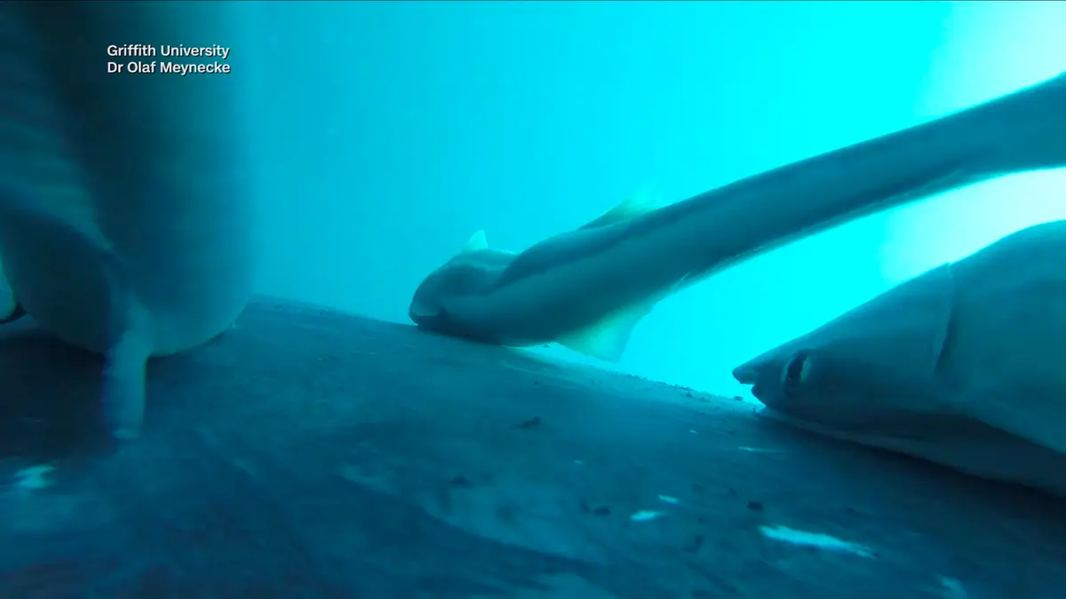 أفعوانية الريمورا.. رحلة للسمك المصاص على ظهر الحوت الأحدب