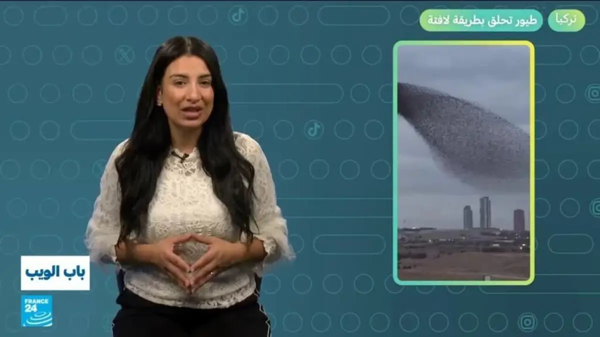 باب الويب - تركيا.. طيور تحلق بطريقة لافتة!