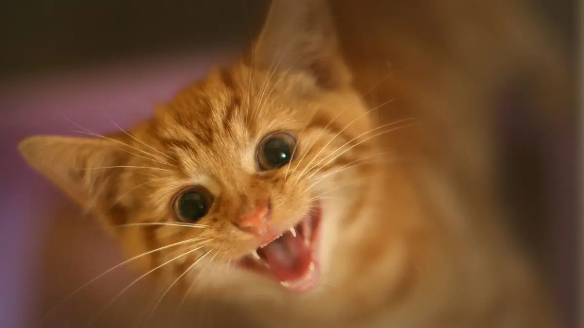 مصر القديمة أم بلاد الشام.. ما أصل القطط المنزلية ومن أين أتت؟