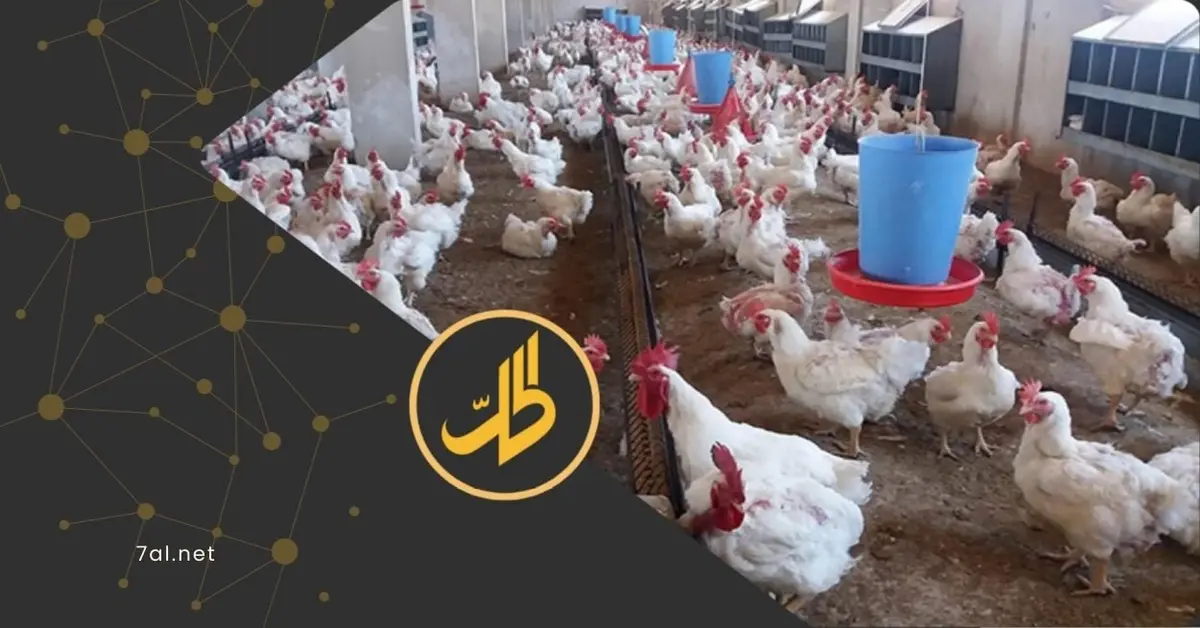 قطاع الدواجن في سوريا يحتضر: ما علاقة مصانع "المرتديلا"؟