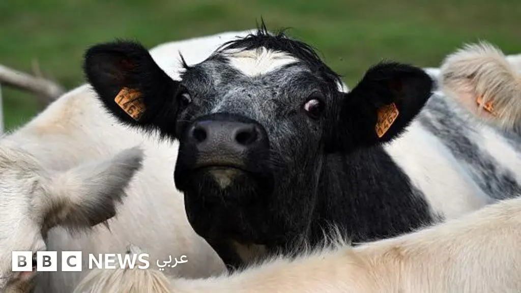 ما هو فيروس اللسان الأزرق الذي يصيب الماشية؟ وهل هو معد؟